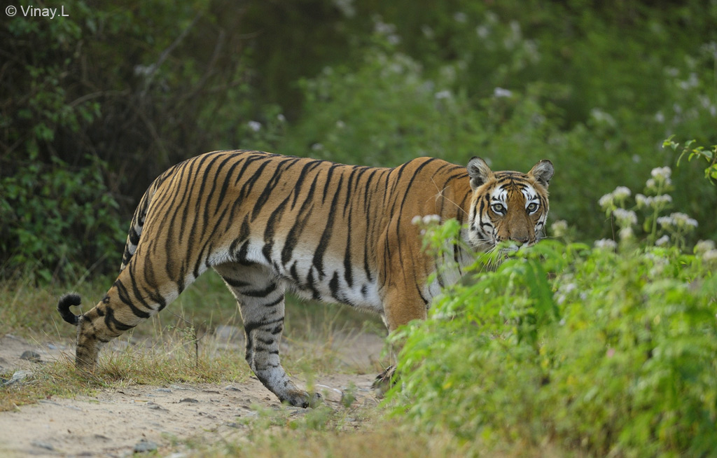 Gowri - The well know female tiger of Bandipur