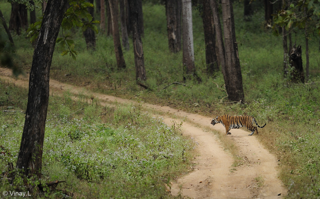 First Tiger Sighting at Kabini on 31 Dec 2011